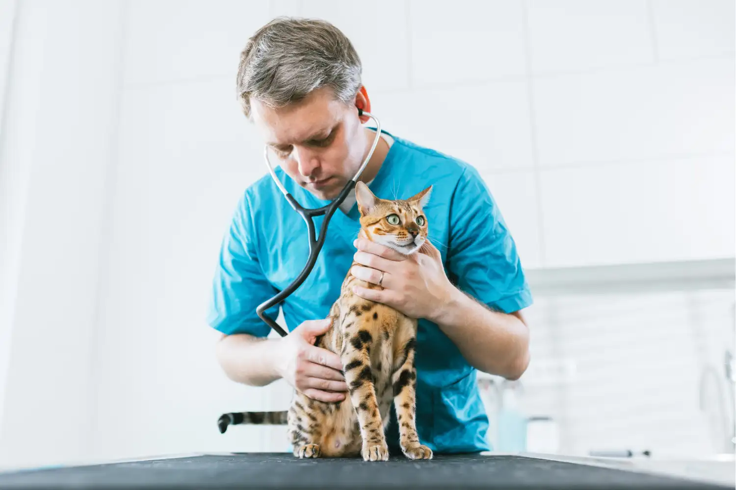 Everoo per Cliniche veterinarie